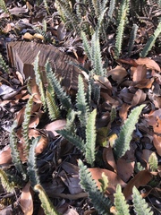 Pleopeltis lepidopteris