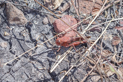 Leprus