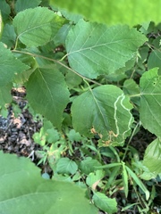 Agromyza alnibetulae