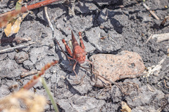 Leprus