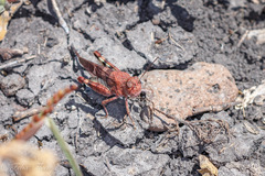 Leprus