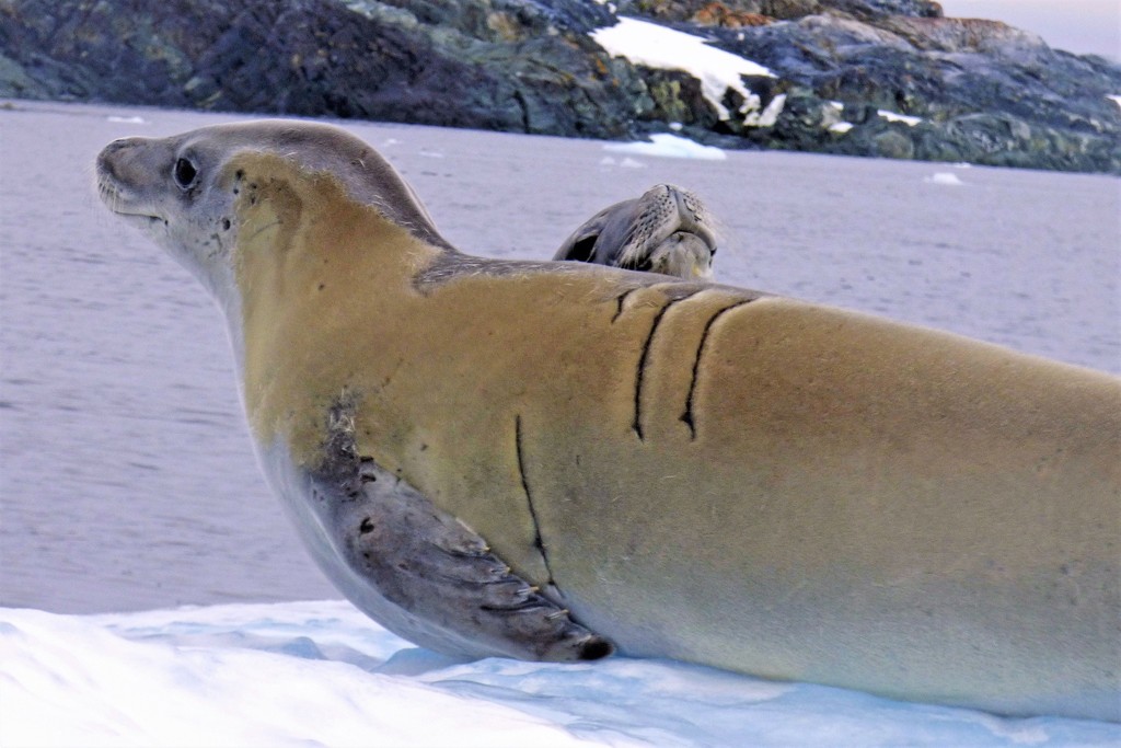Crabeater seal lying on pack ice, pale golden coat marked with long scars