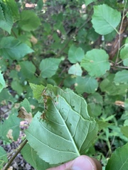 Agromyza alnibetulae