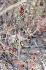 Pseudosermyle