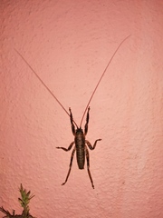 Nesoecia insignis