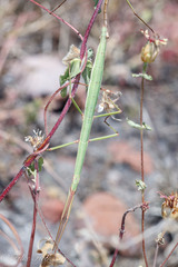 Pseudosermyle