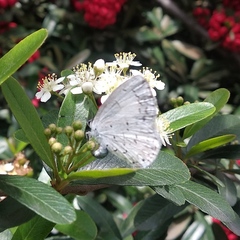 Celastrina echo gozora