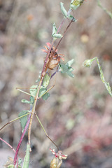 Pseudosermyle