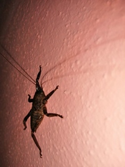 Nesoecia insignis