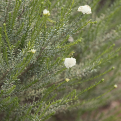 Haeckeria punctulata
