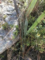 Dianella prunina