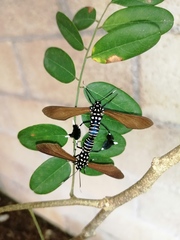 Horama plumipes