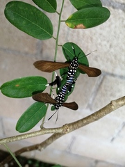 Horama plumipes