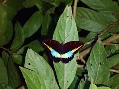 Tanaecia calliphorus
