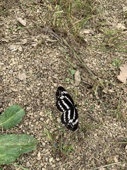 Neptis pryeri