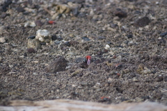 Paraleptuca crassipes