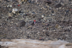 Paraleptuca crassipes