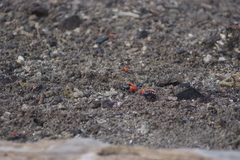 Paraleptuca crassipes