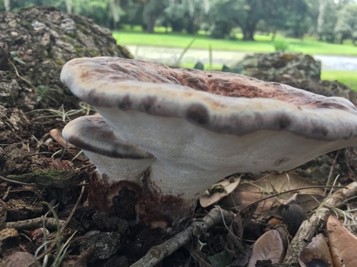 White Chicken Mushroom