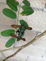 Horama plumipes