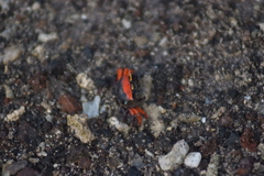 Paraleptuca crassipes