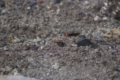 Paraleptuca crassipes