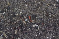 Paraleptuca crassipes