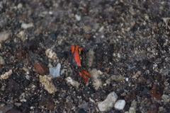 Paraleptuca crassipes