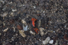 Paraleptuca crassipes