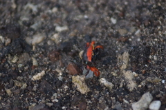 Paraleptuca crassipes