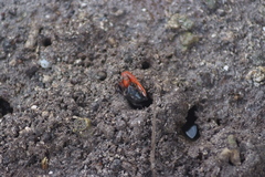 Paraleptuca crassipes