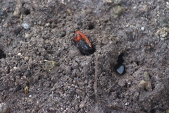 Paraleptuca crassipes