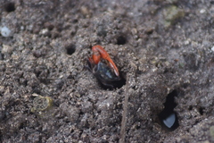 Paraleptuca crassipes