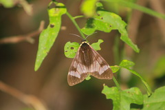 Dysschema leucophaea