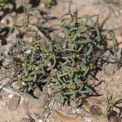 Tannen spurge (Euphorbia tannensis)