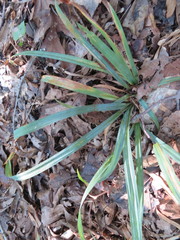 Careyanae