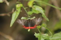 Dysschema leucophaea