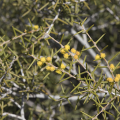 Acacia nyssophylla