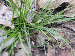 Carex texensis