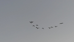 Dendrocygna autumnalis