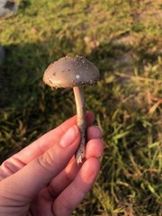 Amanita porphyria