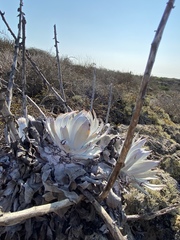 Dudleya anthonyi