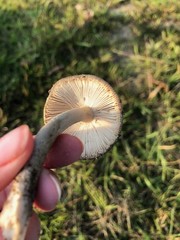 Amanita porphyria