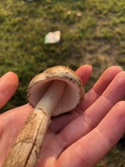 Amanita porphyria