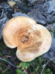 Lactarius aestivus