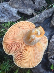 Lactarius aestivus