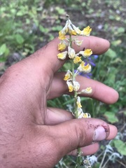 Lupinus sulphureus