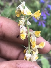 Lupinus sulphureus