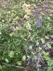 Lupinus sulphureus
