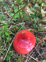 Russula americana